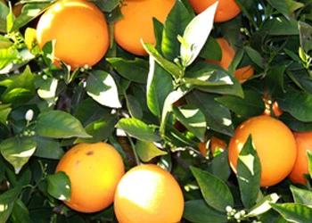 Citrus Flavonoids (Citrus Aurantium) Dentavim Ingredient